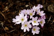 Hepatica transsilvanica 'Schwannensee'