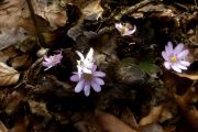 Hepatica transsylvanica 'Schwanensee'