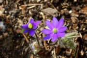 Hepatica x media 'Millstream Merlin'