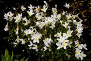 Houstonia caerulea