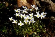 Houstonia caerulea