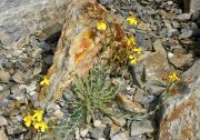 Hypericum aviculariifolium subsp. uniflorum