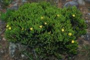 Hypericum laricifolium