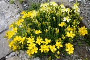 Hypericum olympicum