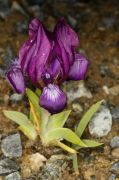 Iris clausii