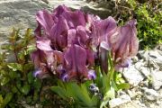 Iris mellita var. rubromarginata