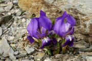 Iris mellita