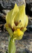 Iris reichenbachii subsp. bosniaca