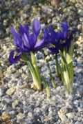 Iris reticulata 'Aida'