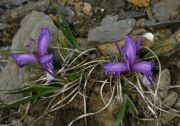 Iris ruthenica 'Nana