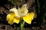 Iris sibirica 'Hello Yellow'