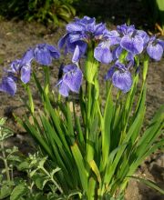 Iris sintenisii 'Nana'