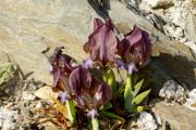 Iris suaveolens f. rubrotincta