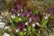 Iris suaveolens 'Rubromarginata'