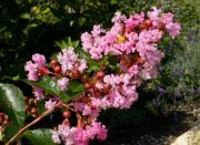 Lagerstroemia indica