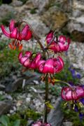 Lilium martagon subsp. cattaniae