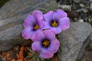 Oxalis laciniata 'Purple'
