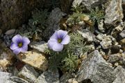 Oxalis_laciniata_TOM_6703.JPG