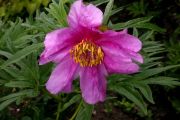 Paeonia anomala