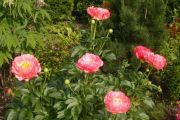 Paeonia 'Coral Charm'