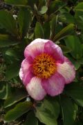 Paeonia 'Early Caucasion'