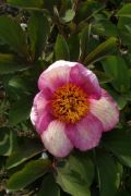 Paeonia 'Early Caucasian'