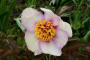 Paeonia 'Early Caucasian'