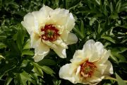 Paeonia 'Bartzella'