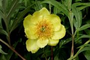 Paeonia lutea