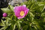 Paeonia mairei