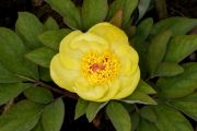 Paeonia_mlokosewitschii