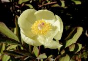 Paeonia mlokosewitschii