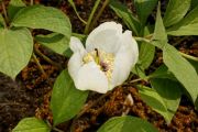 Paeonia obovata