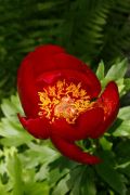 Paeonia peregrina