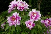 Paeonia suffruticosa