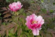 Paeonia suffruticosa