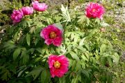 Paeonia suffruticosa