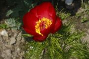 Paeonia tenuifolia