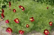 Paeonia tenuifolia