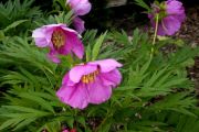 Paeonia vetichii