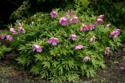 Paeonia veitchii