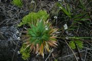 Paepalanthus ensifolius