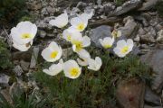 Papaver alpinum