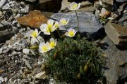 Papaver alpinum