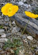 Papaver sajanense