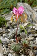 Pelargonium endlicherianum