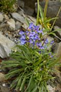 Penstemon clivicola