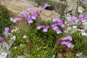 Penstemon davidsonii