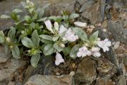 Penstemon debilis