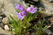 Penstemon eriantherus